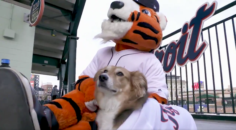 Illustration for article titled These Poor Dogs Had To Watch 11 Innings Of Tigers-Marlins Baseball On A Chilly Tuesday Night